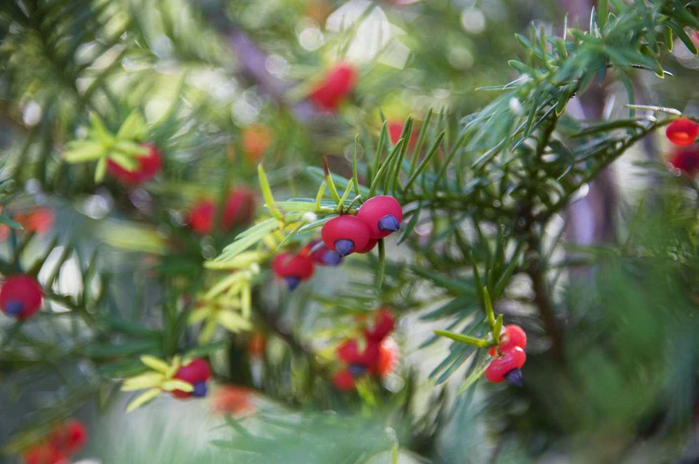 4. Planting the Yew