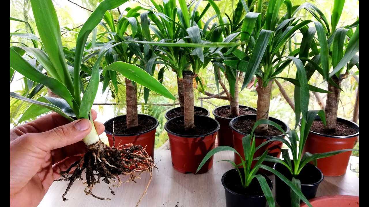 yucca propagation and care an easy way to cuttin 3m0fv21z
