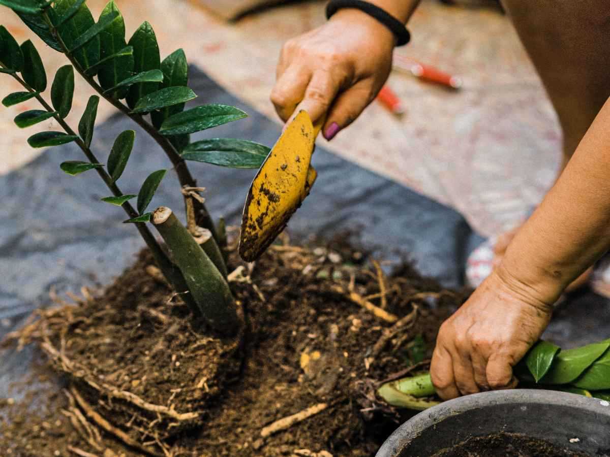 5. When should I transplant my Zamioculcas plant?