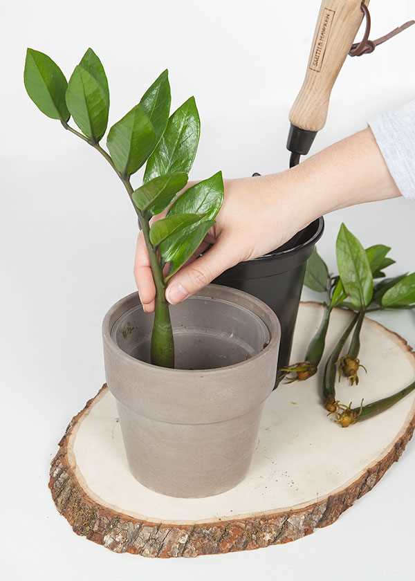 1. How often should I water my Zamioculcas plant?