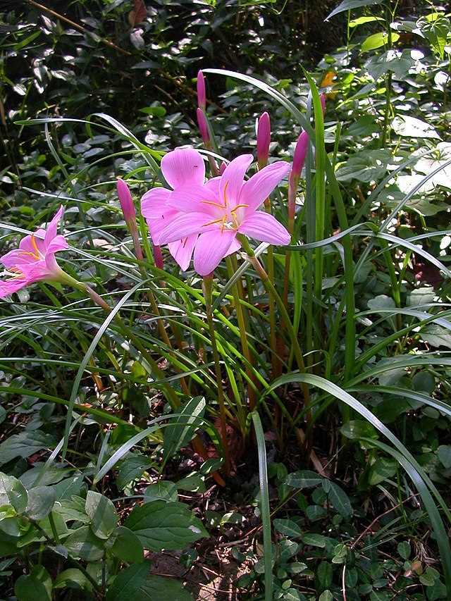 Zephyranthes Care