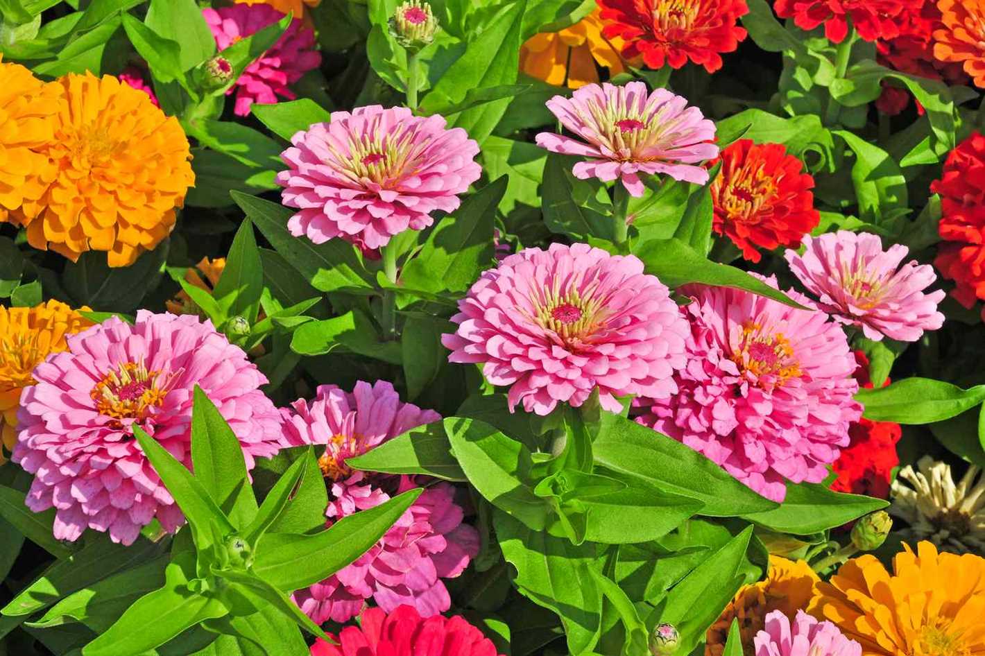 1. Dwarf Zinnias