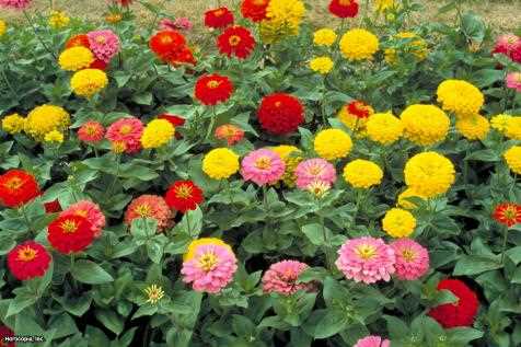 When to Harvest Zinnia Seeds