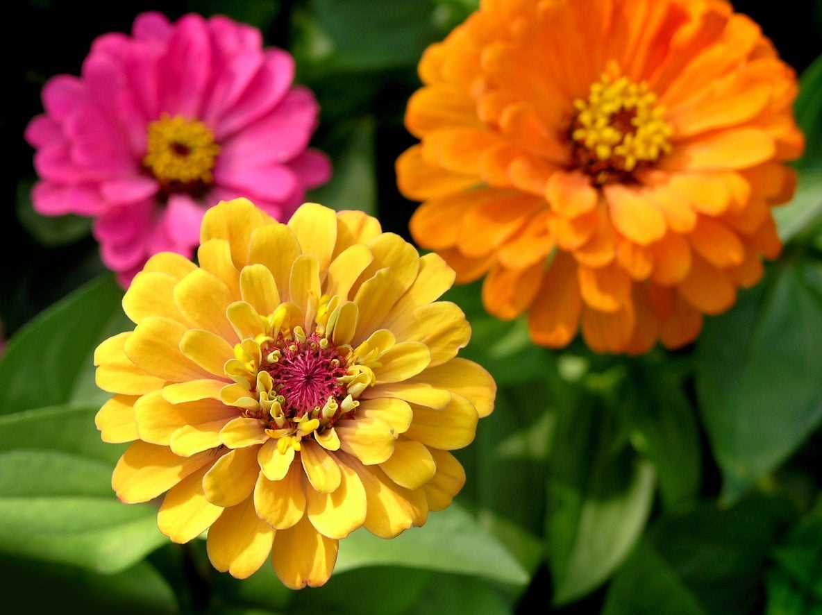 Sun and Soil Requirements: Creating the Ideal Conditions for Zinnias