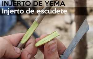 3 pasos para realizar un injerto de yema en otoño – injerto de yema