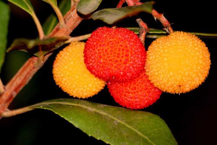 Arbutus: características de cultivo y cuidados en el jardín