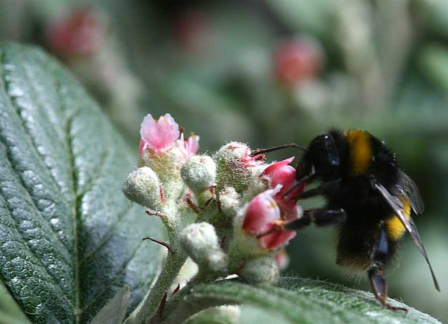 Cotoneaster brillante: Descripción del cultivo y variedades