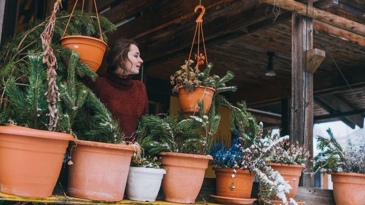 Cubrir granados, caquis e higos para el invierno: ¿se pueden trasplantar a contenedores para el invierno?