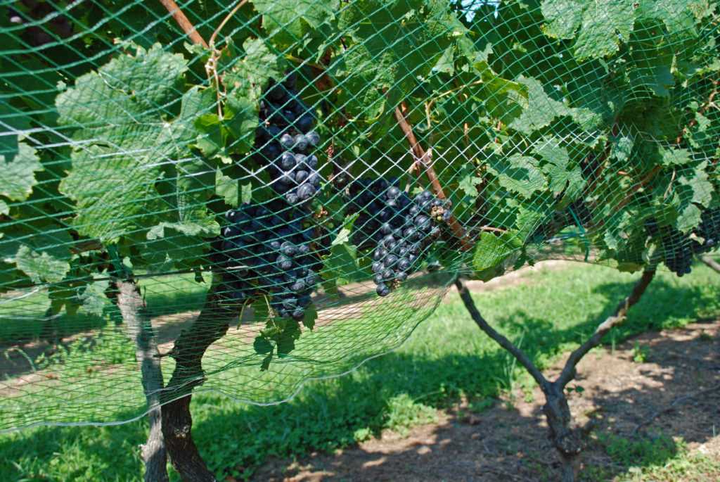 Cómo cubrir las uvas correctamente para evitar su congelamiento y la ruptura de la vid