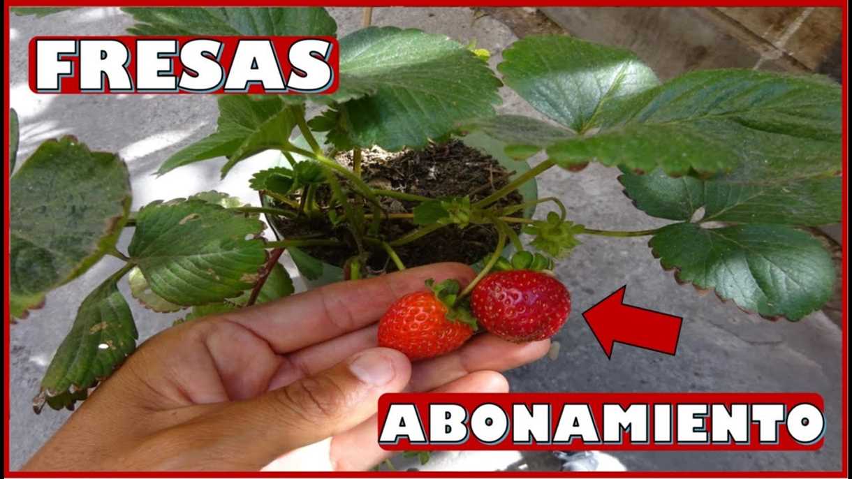 Cómo abonar las fresas durante la floración: ¡una cosecha abundante garantizada!