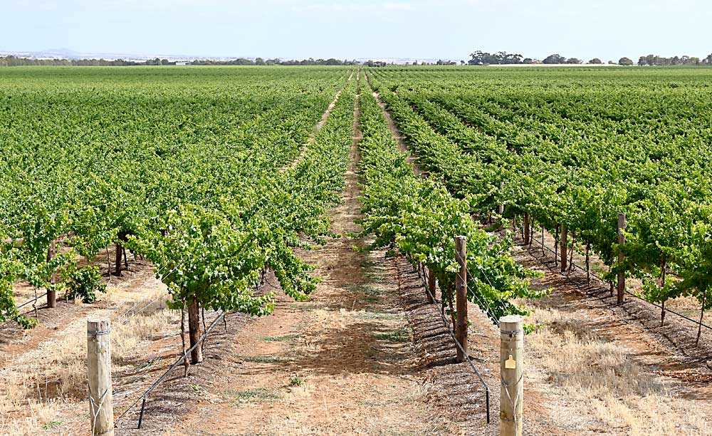  Plantación de las vides 