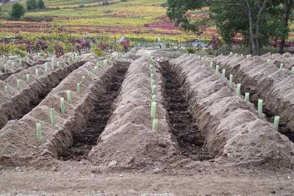 Cómo colocar las vides en espaldera en primavera – Guía paso a paso