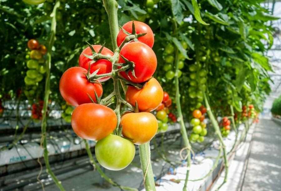 Cómo dar forma a los tomates de invernadero: cómo podarlos, cuándo atarlos y, lo más importante, por qué.