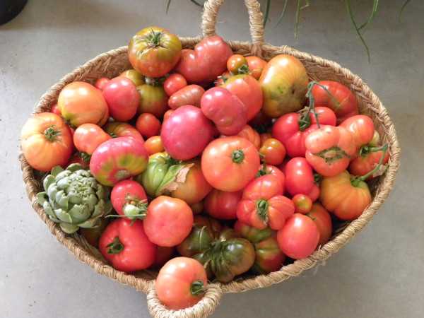 1. Tomate Roma