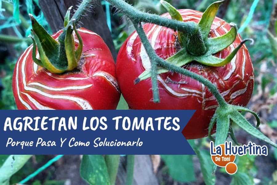 Tomates de piel gruesa y resistente