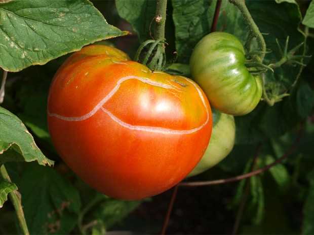 Cómo evitar que los tomates se agrieten – TRES razones por las que ocurre y qué hacer al respecto