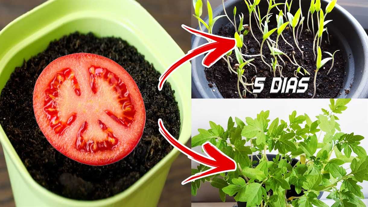 Cómo obtener brotes de tomate amigable