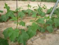 El mejor híbrido de pepino resistente a la sombra para el cultivo temprano: ¡para chuparse los dedos!