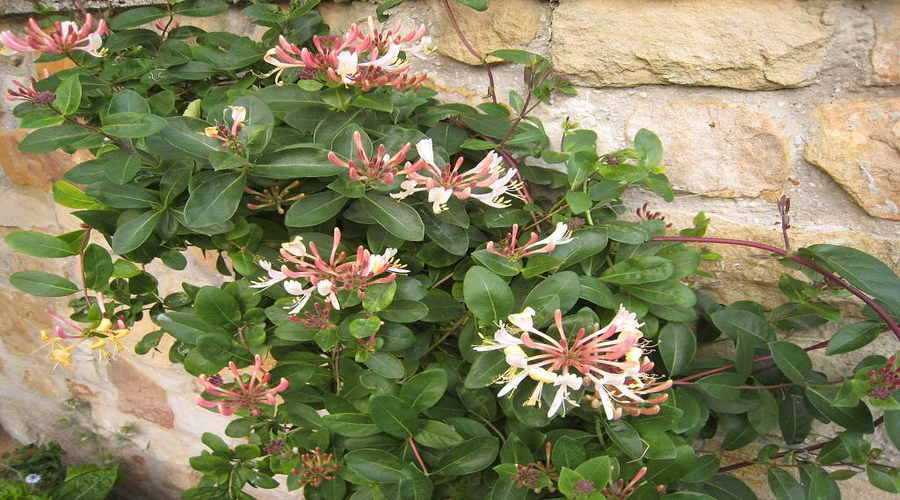 Especies de madreselvas: hermosas enredaderas para su jardín