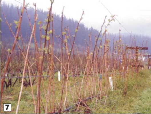 Frambuesas: plantación y cuidados en otoño, poda