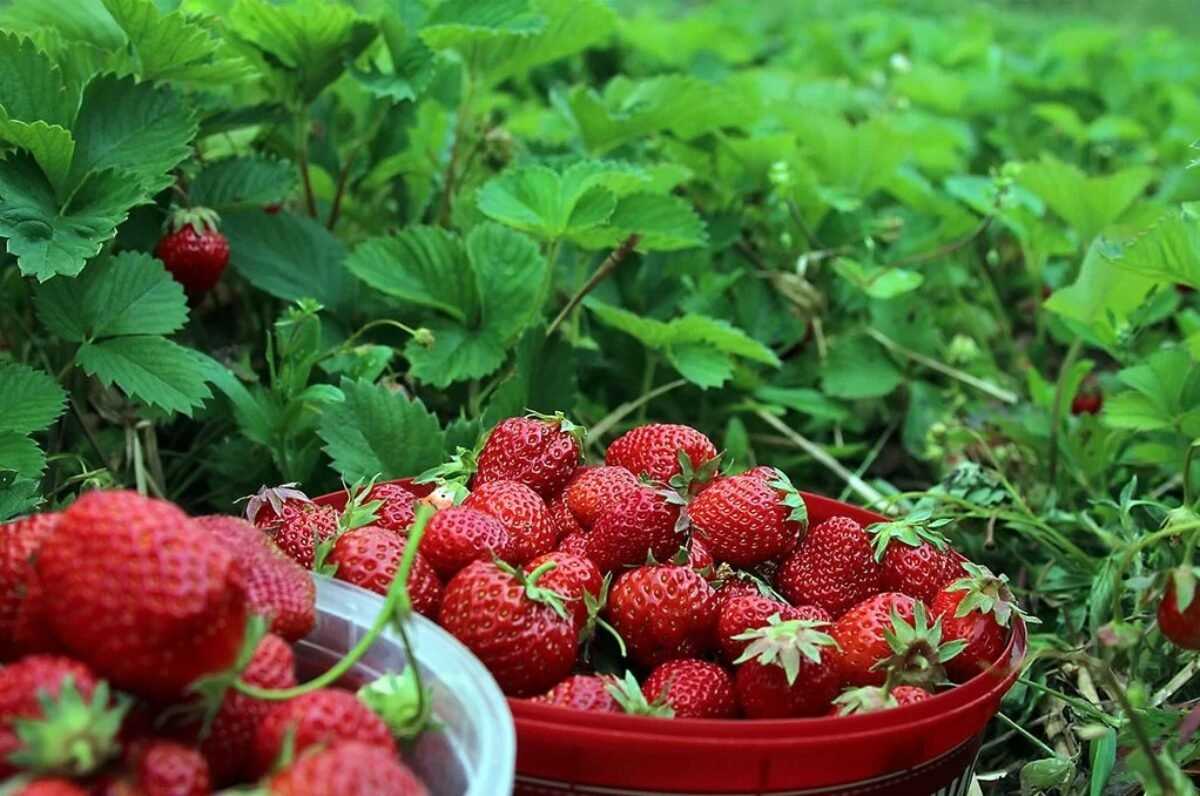 Fresas: cultivo y cuidado en otoño al aire libre