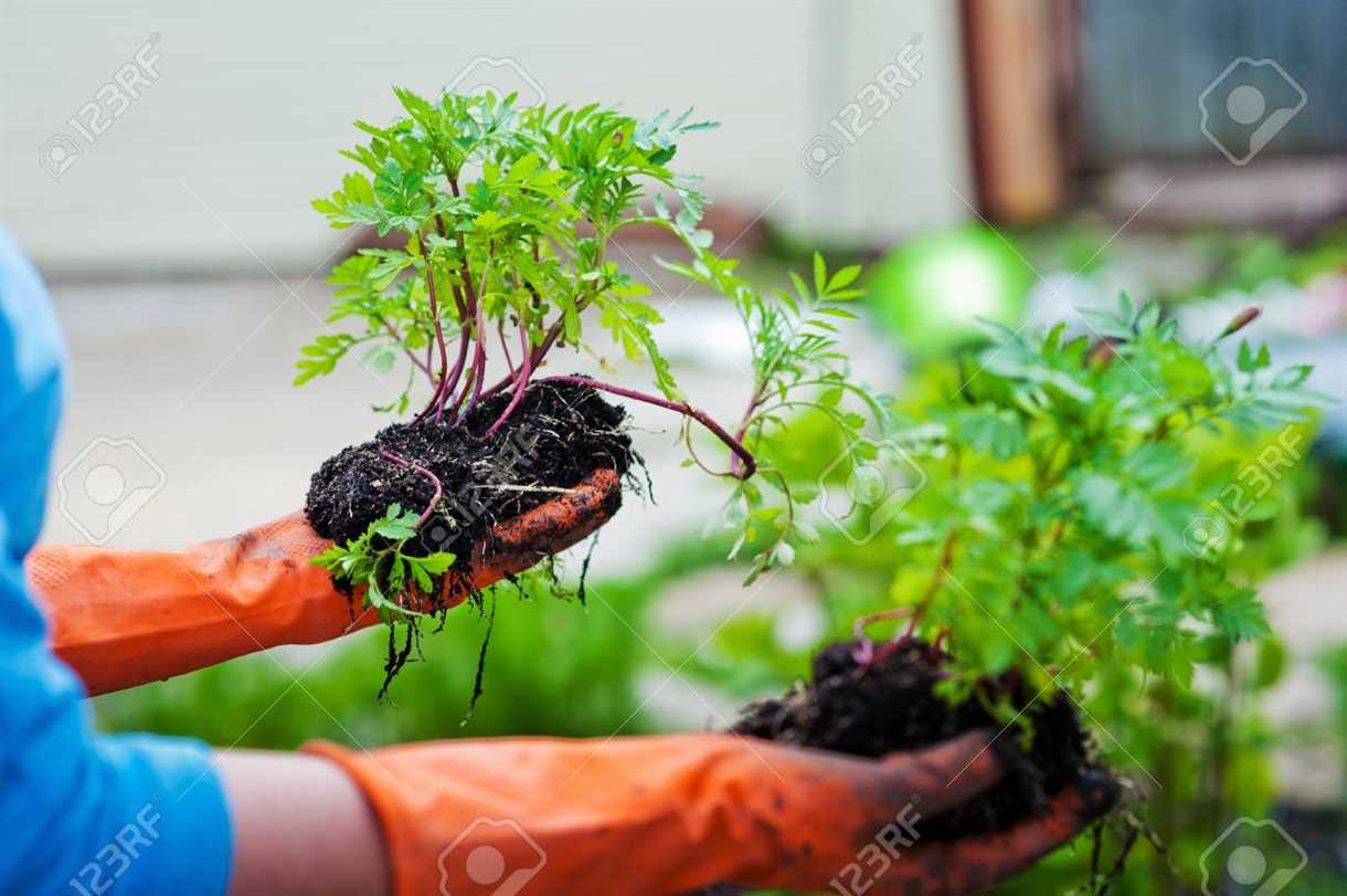 5. Observa las plantas y el suelo