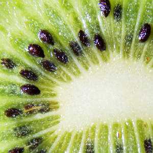 Recolección de los frutos de kiwi cultivados en el alféizar de la ventana