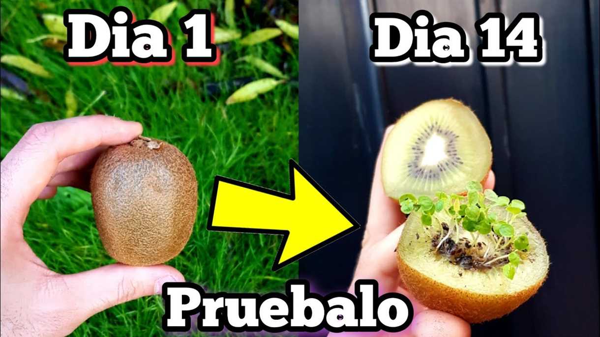 La madurez de los frutos