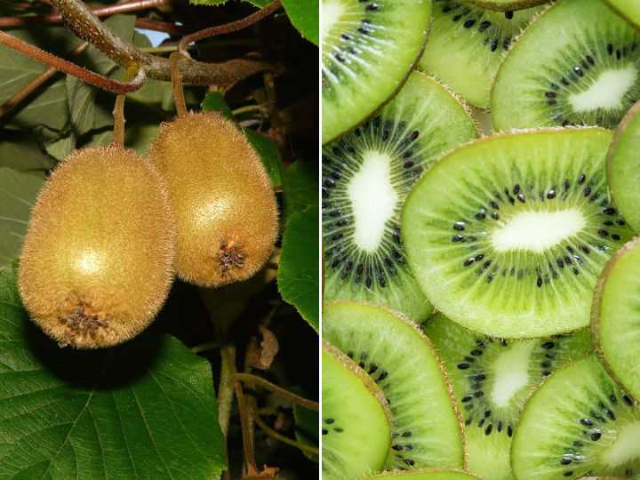 Cuidados durante el proceso de germinación