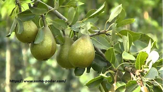 Errores comunes al podar los árboles frutales