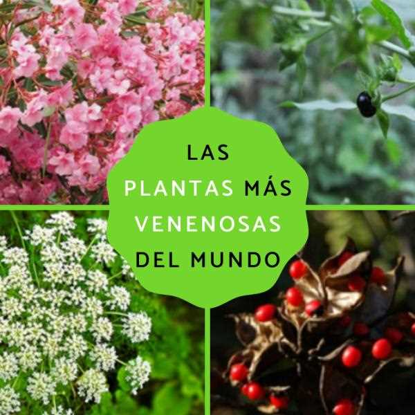 Consejos para cultivar madreselvas comestibles en casa