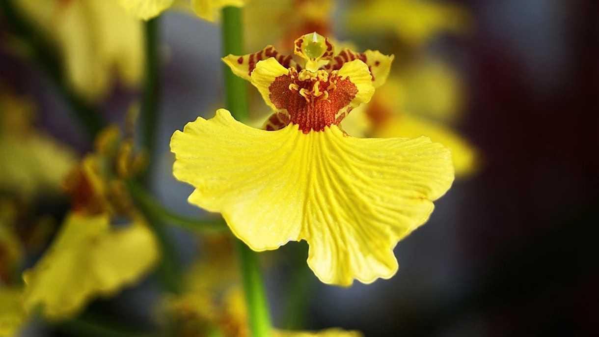 Oncidium: cultivo en casa