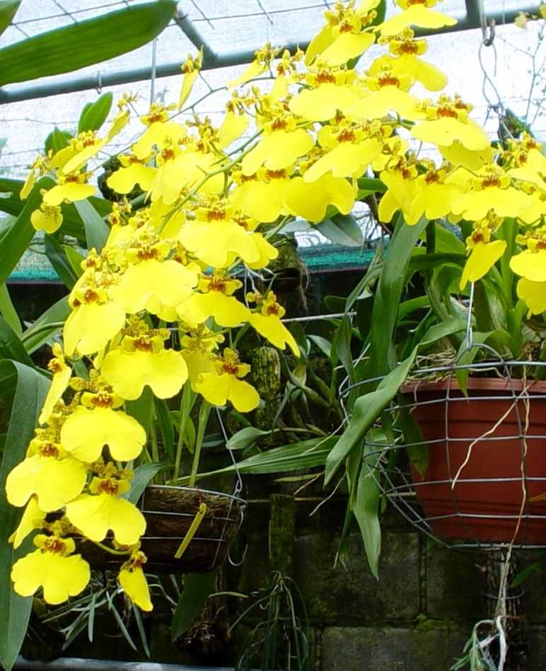 Tips para el cultivo de Oncidium: