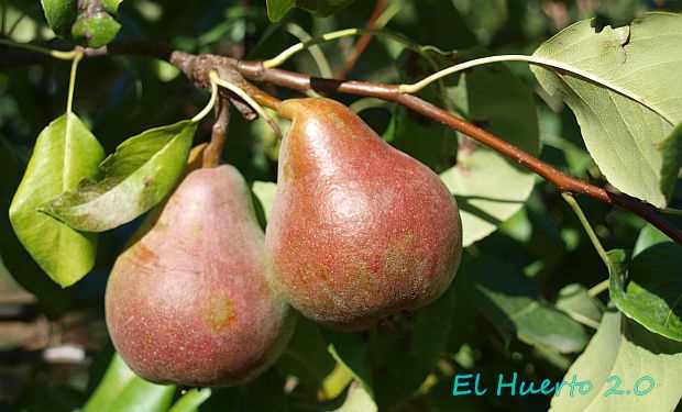 Cultivo de pera en el huerto: tipos y variedades