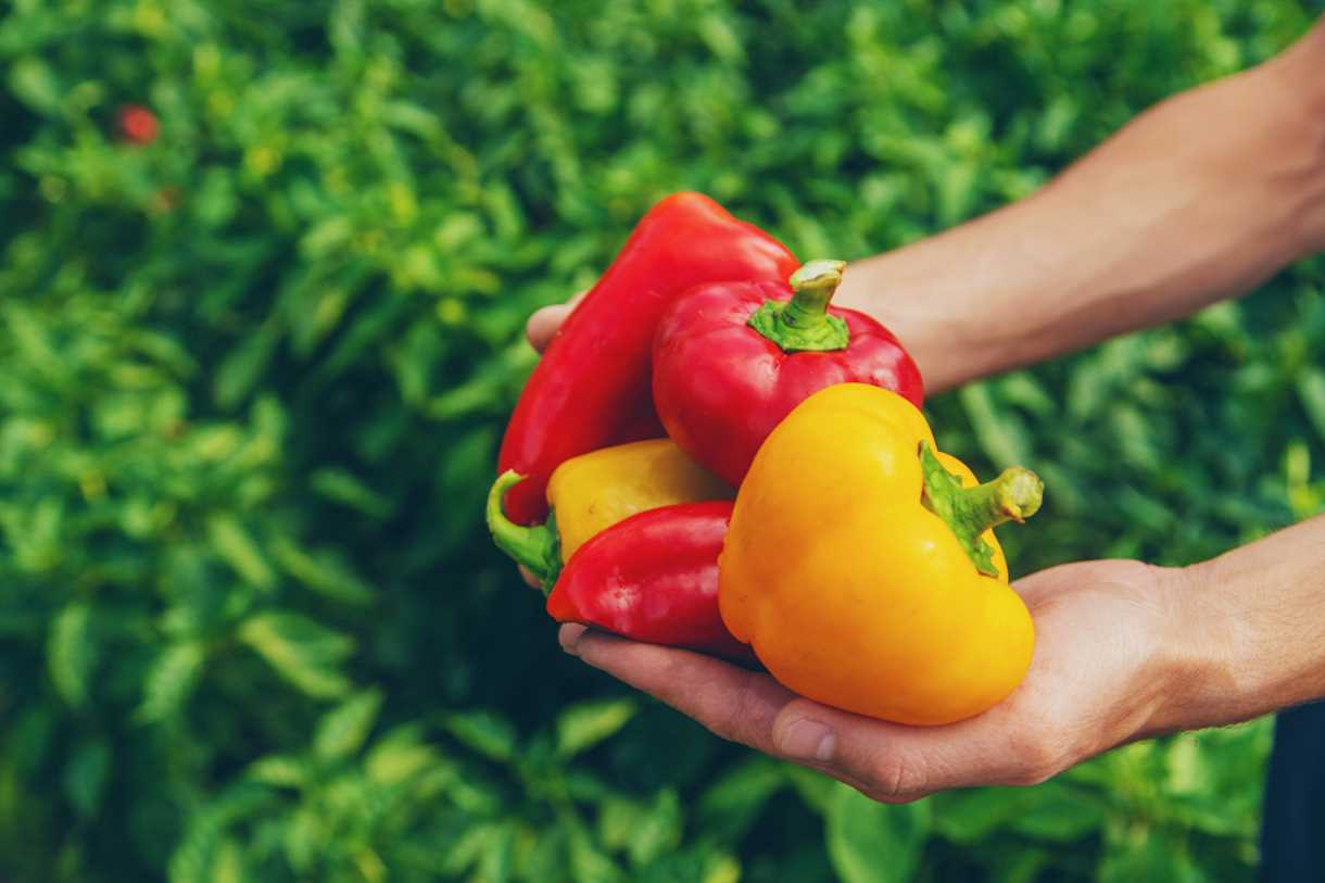 Transplante de las plántulas de pimientos al huerto