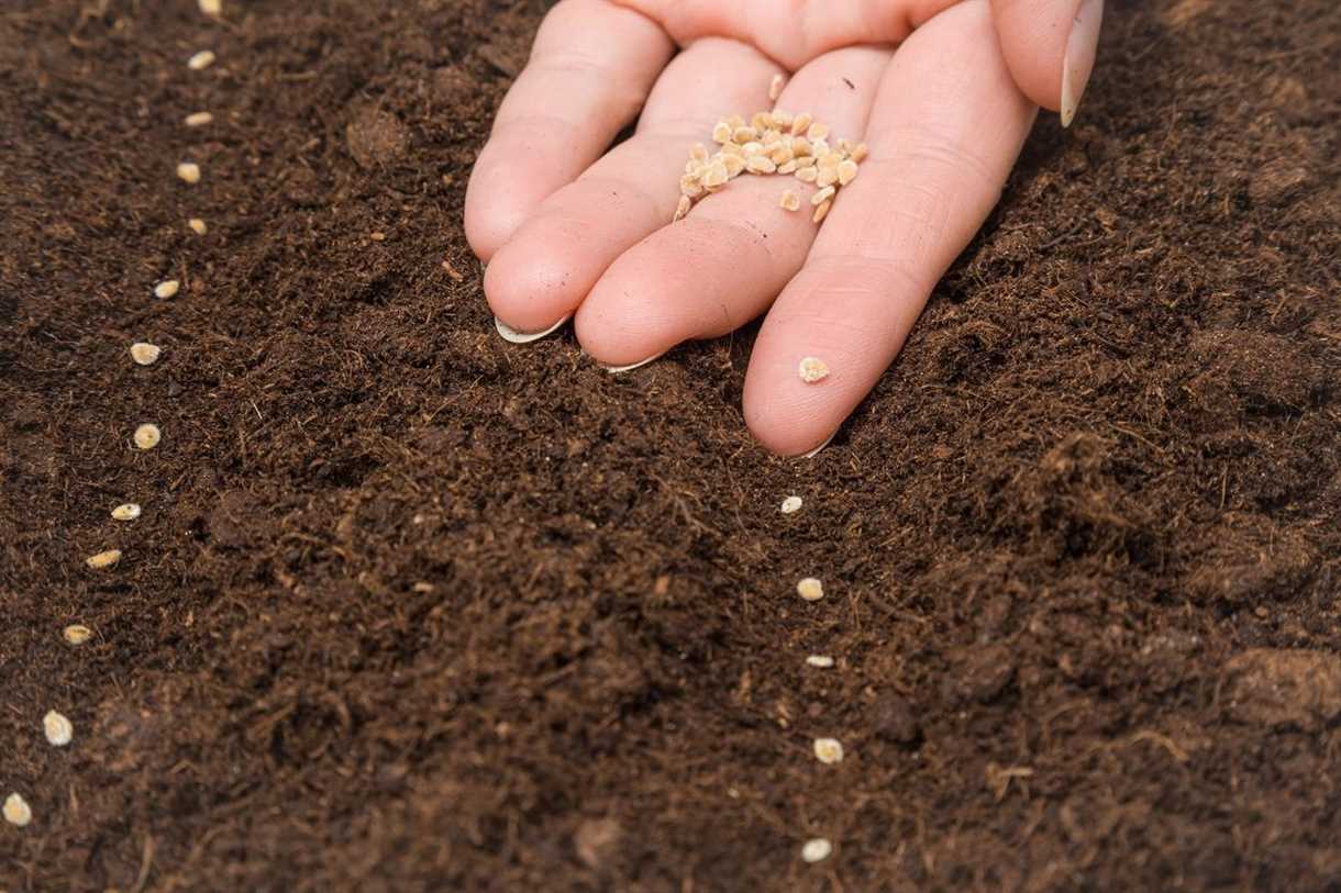 Protección contra plagas y enfermedades en el cultivo de pimientos