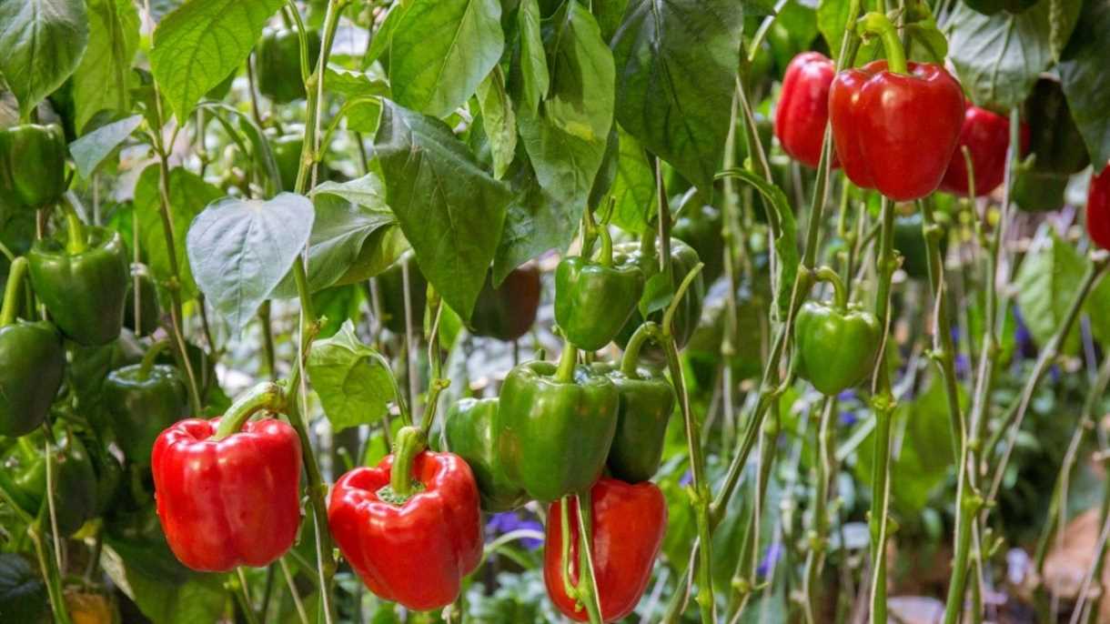 Cultivo de pimientos a partir de semillas en el huerto: guía completa