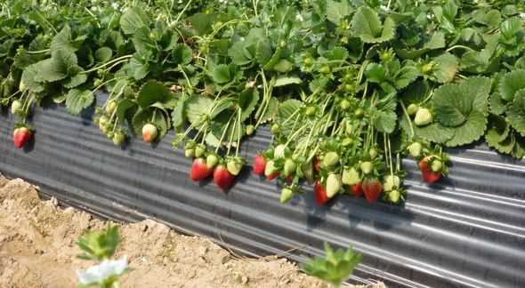 Plantación de semillas de fresa: ¿qué debo añadir a la tierra y es necesario estratificarla?