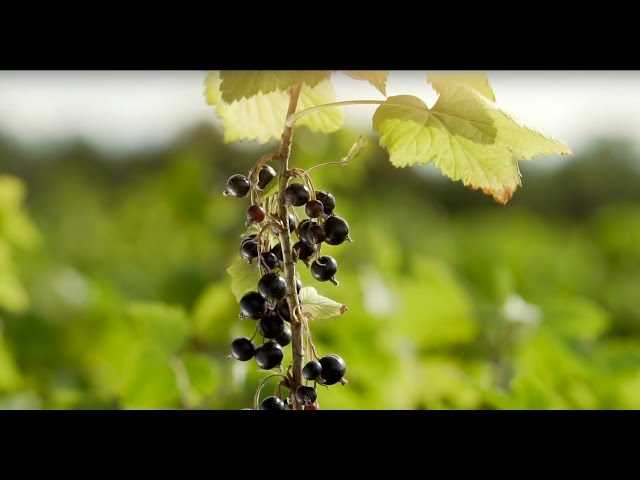 Planta grosellas negras en marzo – instrucciones paso a paso | Sitio web