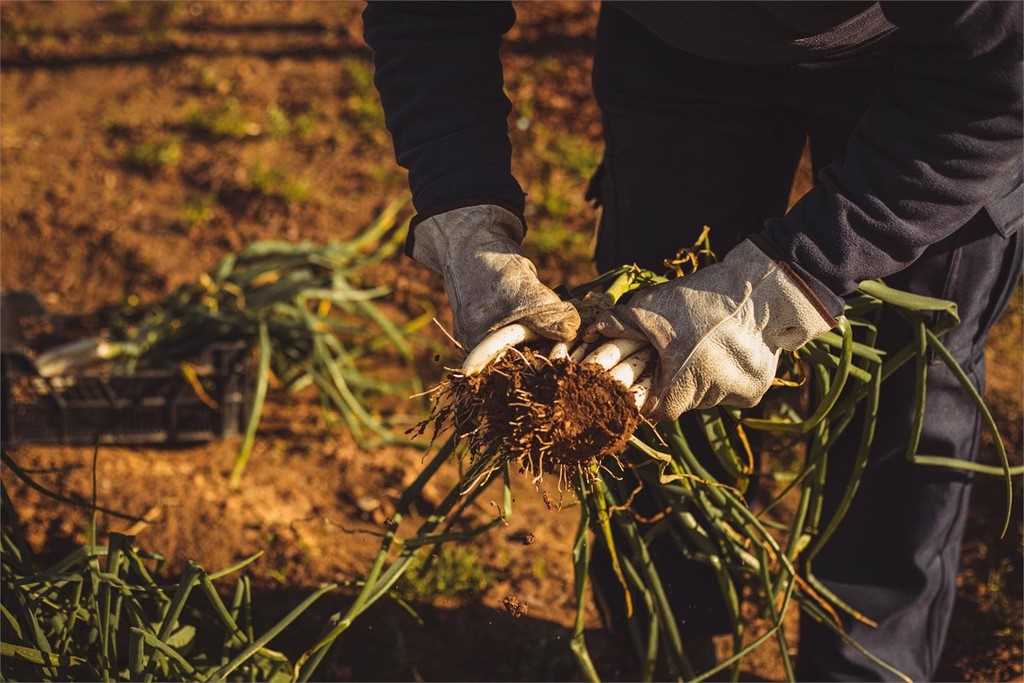 Paso 1: Preparación del suelo