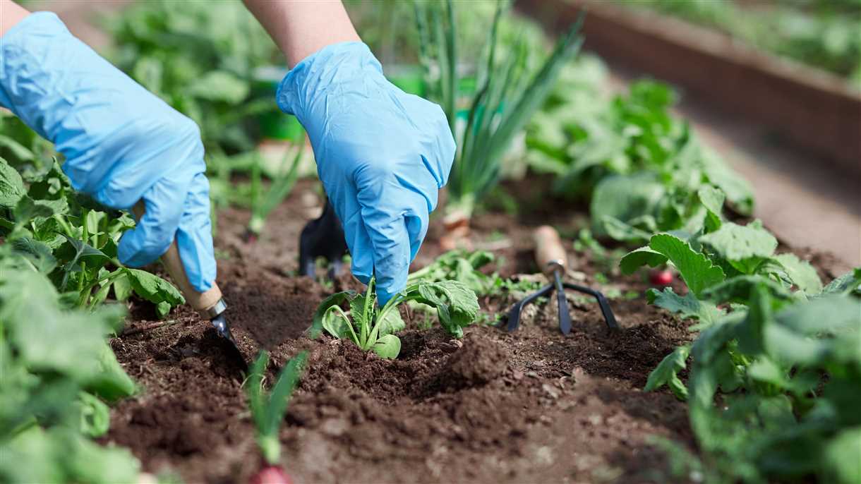 Cómo plantar hortalizas en abril en campo abierto – Guía completa