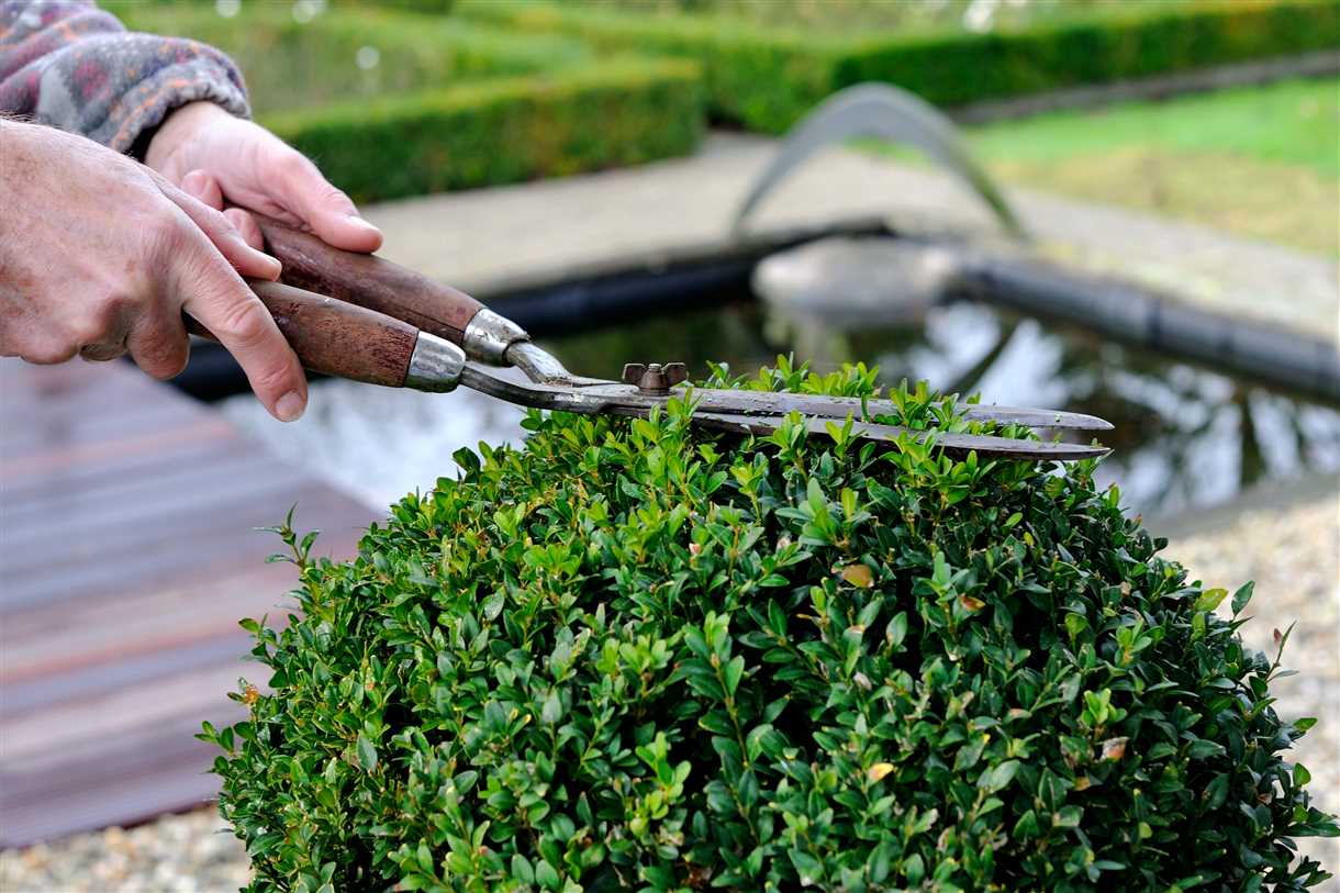 Poda primaveral de arbustos: consejos y técnicas para un jardín saludable