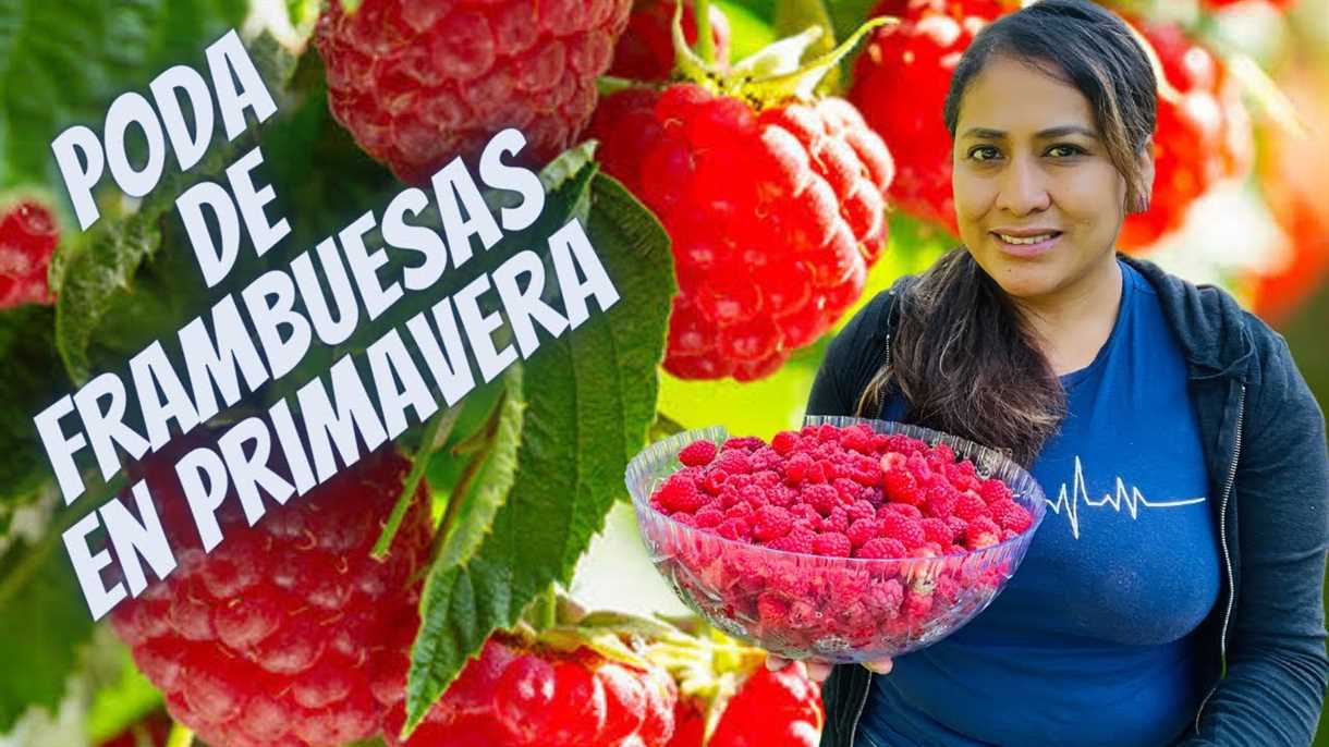 Poda primaveral de frambuesas: cómo no llegar tarde con el calendario y cuáles son las opciones