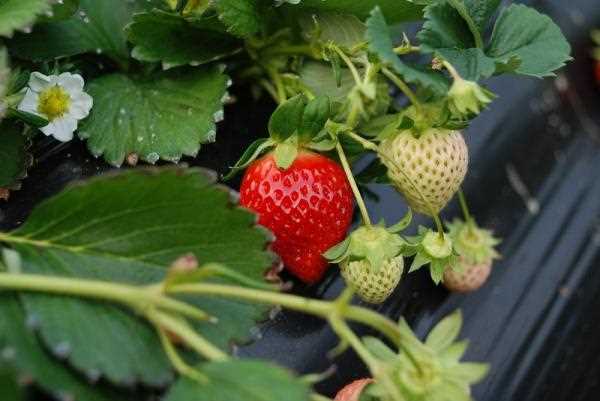 2. ¿Cómo proteger las fresas de las heladas?