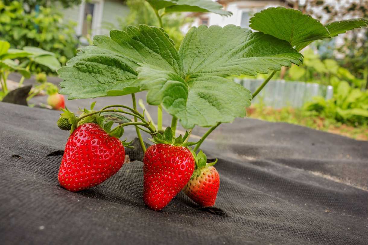 Por qué cubrir las fresas a principios de primavera