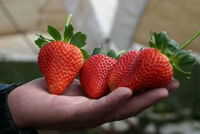 Por qué cubrir las fresas a principios de primavera: cosecha 3 semanas antes