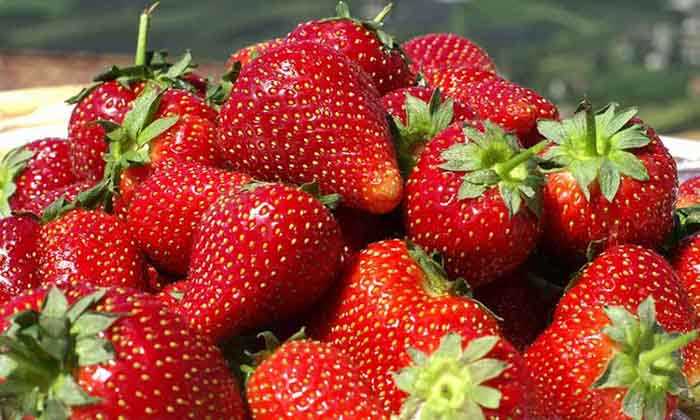 Consejos para el cuidado de las fresas en julio – ¡3 labores para garantizar una cosecha abundante el próximo año!