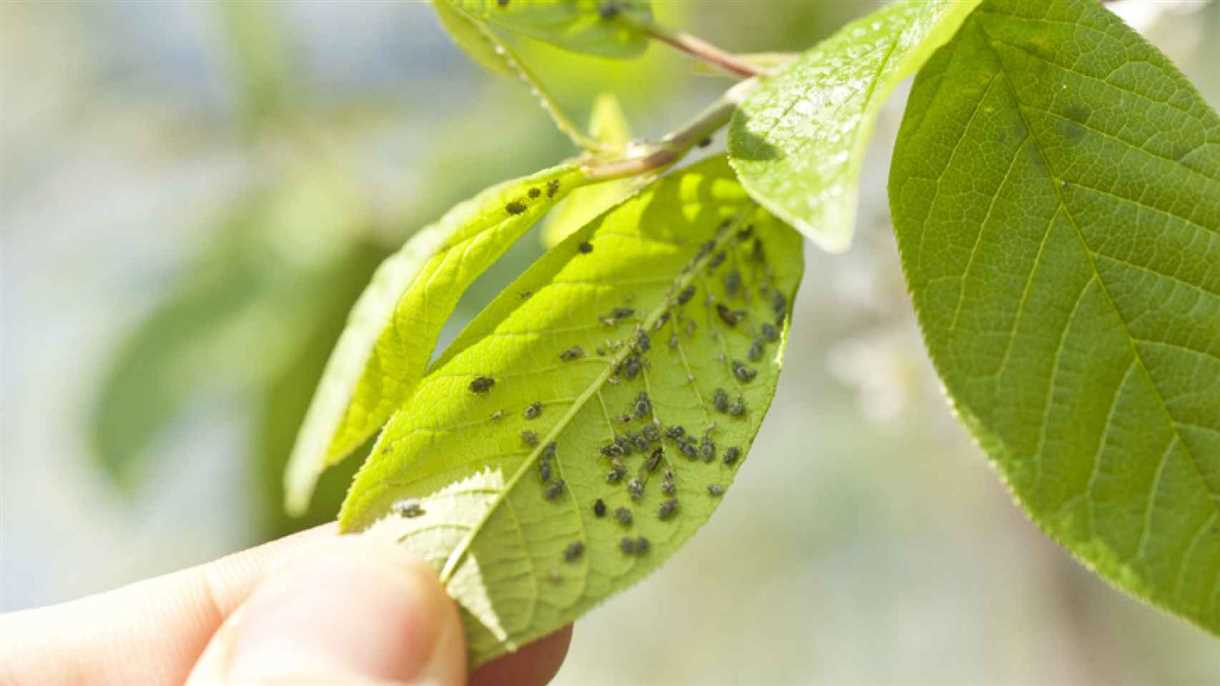 6. Fomenta la presencia de insectos beneficiosos