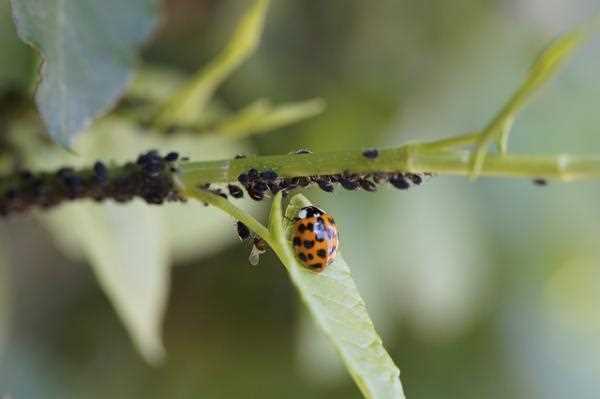 3. Limpia el jardín regularmente