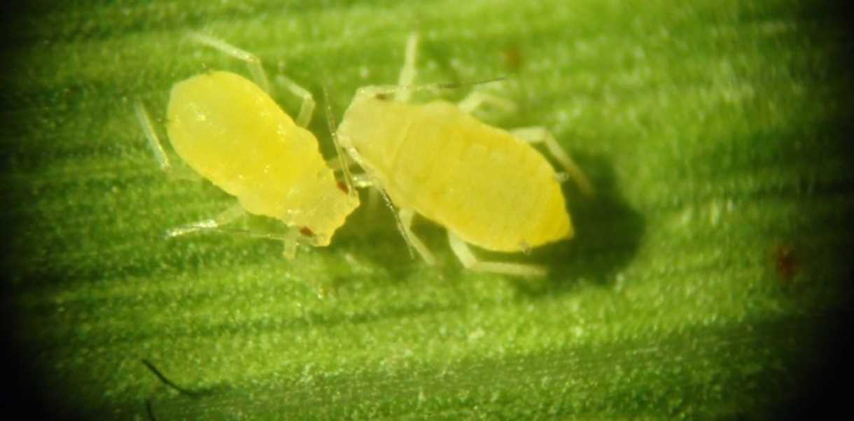 Remedios naturales y ecológicos contra los pulgones: alternativas biológicas sin necesidad de productos químicos